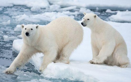 娱乐吃瓜酱北极熊,吃瓜酱视角下的极地风情