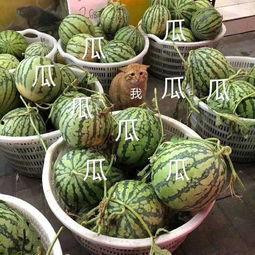 吃瓜的娱乐号是什么,吃瓜群众热议的娱乐号背后的故事